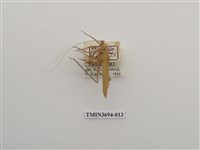 藏品(直翅目(2))的圖片